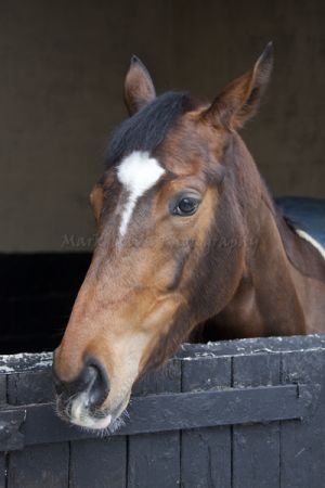 _middleham open day 31.jpg